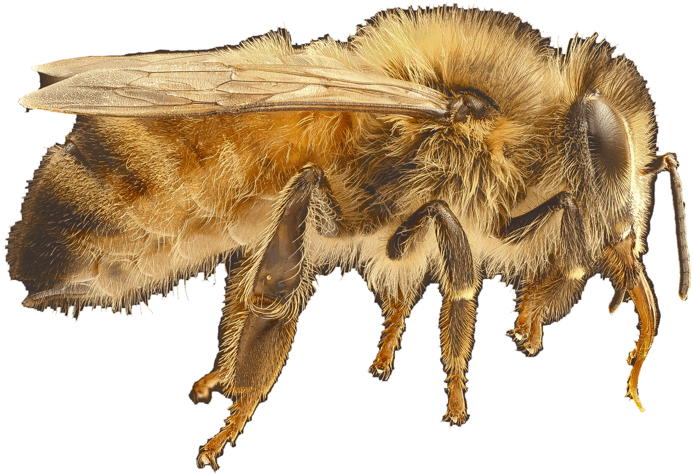 Abelha melífera (Apis mellifera) em close macro, vista de perfil